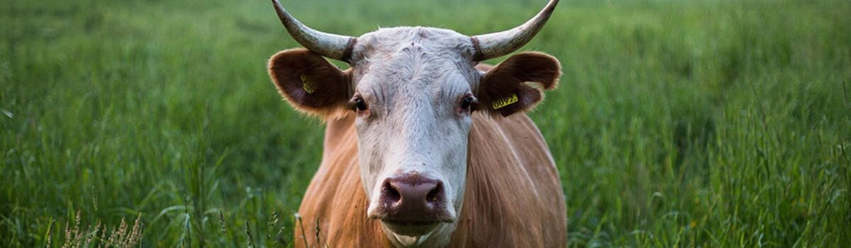 Saybrook psychologist questions the normalcy of eating meat