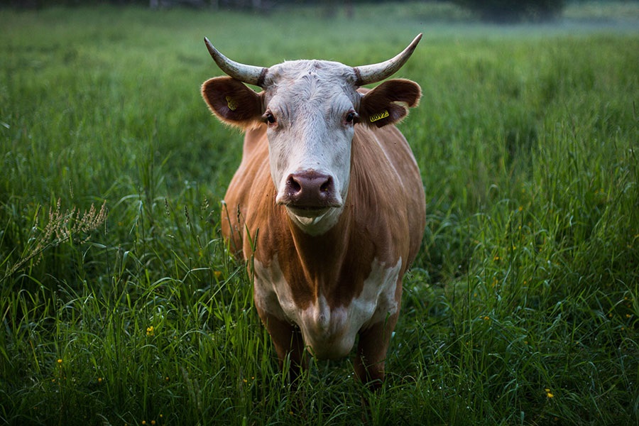Saybrook psychologist questions the normalcy of eating meat